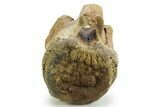 Hadrosaur (Edmontosaurus) Caudal Vertebra - Wyoming #377734-3